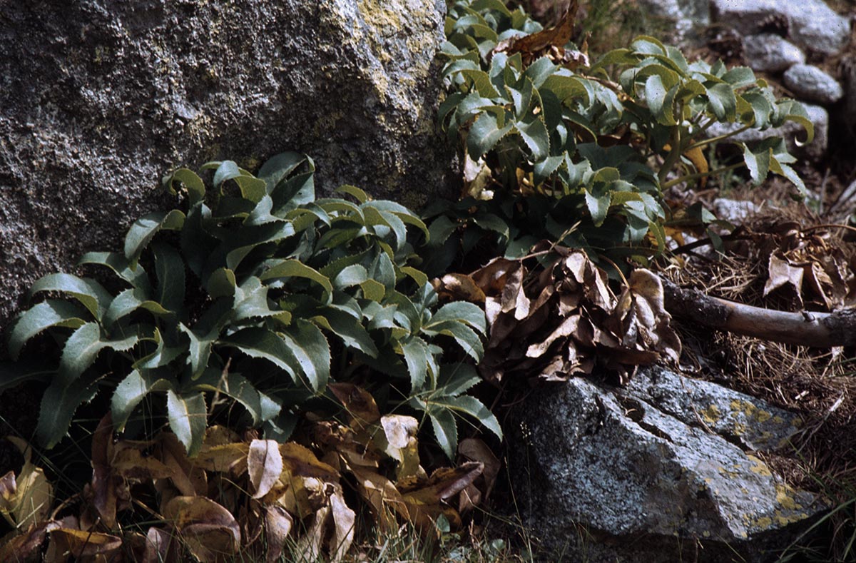 Helleborus argutifolius